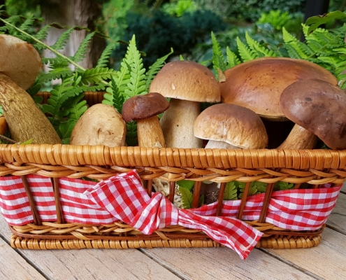 Medicinal Mushrooms for Enhancing Health 11