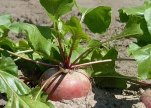 turnip growing out of the soil