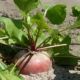 turnip growing out of the soil