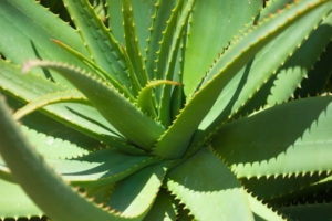 aloe vera plant in the sunlight
