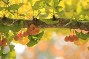 ginkgo fruit on tree